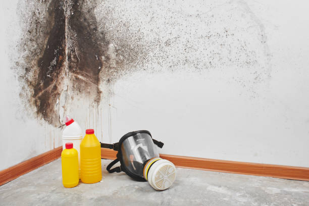 Best Fast Mold Removal  in Sachse, TX