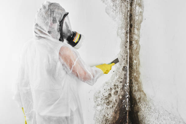 Best Mold Removal and Inspection  in Sachse, TX