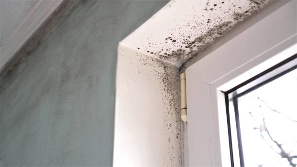 Best Mold Damage Repair  in Sachse, TX