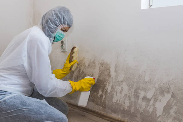 Best Mold Damage Repair  in Sachse, TX