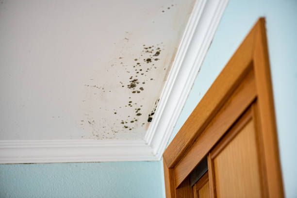 Best Crawl Space Mold Removal  in Sachse, TX