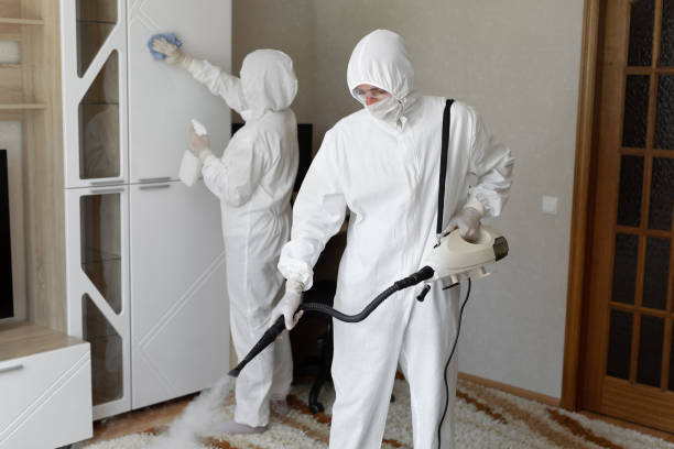 Best Attic Mold Removal  in Sachse, TX