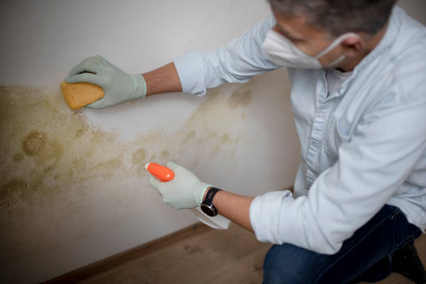 Best Professional Mold Removal  in Sachse, TX