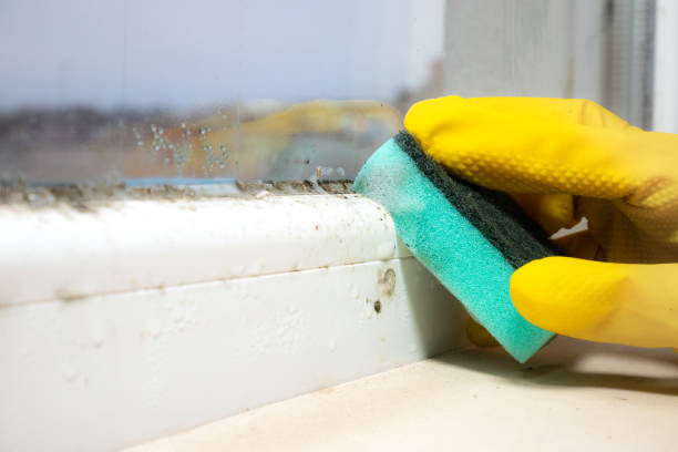 Best Commercial Mold Removal  in Sachse, TX