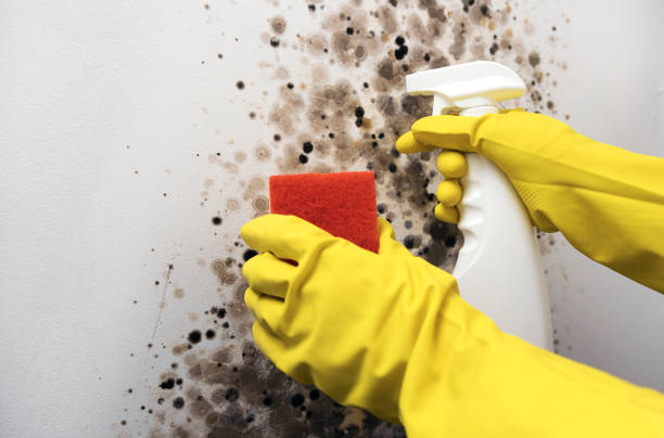 Best Certified Mold Removal  in Sachse, TX