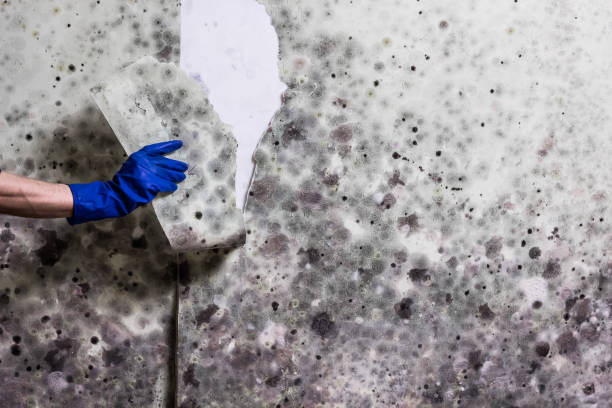 Best Crawl Space Mold Removal  in Sachse, TX