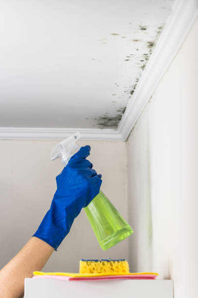 Professional Mold Removal in Sachse, TX