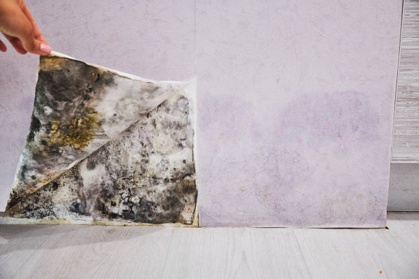 Best Local Mold Removal Service  in Sachse, TX